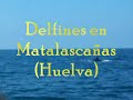 Delfines Matalascañas (Huelva)