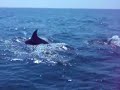 Delfines Matalascañas (Huelva)