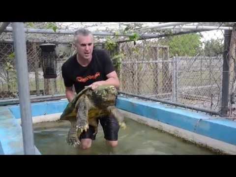 YouTube reptile video