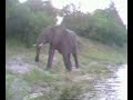 Chobe river elephant