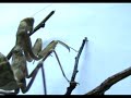 mantis attacksphodromantis viridis