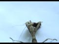 mantis attacksphodromantis viridis