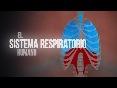 ¿Cómo funciona el sistema respiratorio? (Animación)
