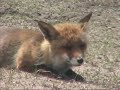 Close encounter with a Dutch fox