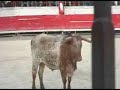 encierro de taureaux espagnol