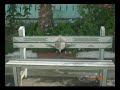 banc