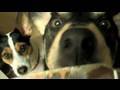 Dogs VS Peanut Butter! (Day 150)