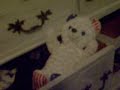 Neil Vs Teddy 2