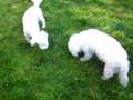 seno and rocky