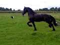 friese paarden