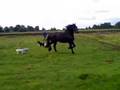 friese paarden