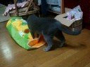 シャカシャカで遊ぶアラシとショコラⅡ