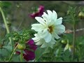 Flower in Faisalabad Pakistan.Report dmdigital