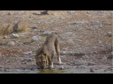 young male lion