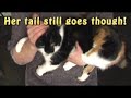 A reply to Twish's Antidote Video