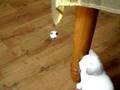 videos de deaf but not dumb kitten Cleo hits a ball