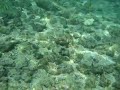 Humuhumu-nukunuku-a-pua\ Humuhumu-nukunuku-a-pua\