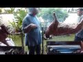 Kambing Guling Akikah Superlicious