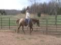 DEAD BROKE REGISTERED APPALOOSA  HORSE FOR SALE!