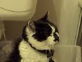 My cat\ My cat\