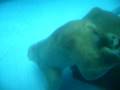videos de Polar bear swimming