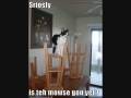 videos de Funny animals 3