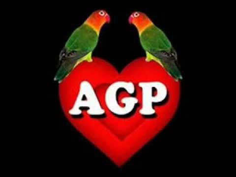 agapornis - descarga en mp3: http://www.mediafire.com/?si6qqxacofc294a.