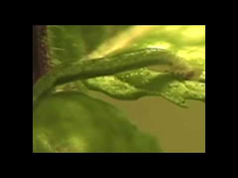 Inchworm devouring a leaf. timelapse ...