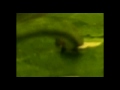 Inchworm devouring a leaf. timelapse scene from what i found