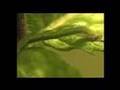 Inchworm-devouring-a