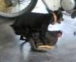 dog fuck with chicke