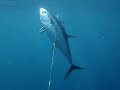 yellow fin yellow fin