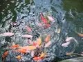 Koi Fish @ KL Bird Park