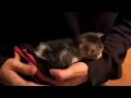  Simon Dawes cute cat good music phantom planet blog travis schneider