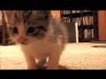 The Cutest Cat In The Entire World