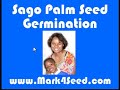 Sago Palm Seed Germination - How To