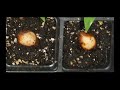 Sago Palm Seed Germination - How To Sago Palm Seed Germination - How To