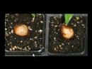 how to replant sago palm pups