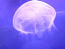 From Central Park to cony Island Acuarium From Central Park to cony Island Acuarium