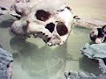 Alepotrypa Alepotrypa