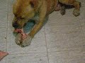 Jhonnie Pit Bull