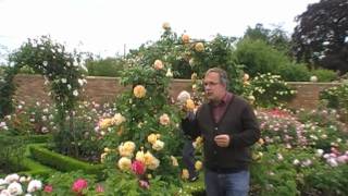 #122 Die Englische Rose Crown Princess Margareta