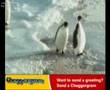 PINGUINO PENDEJO