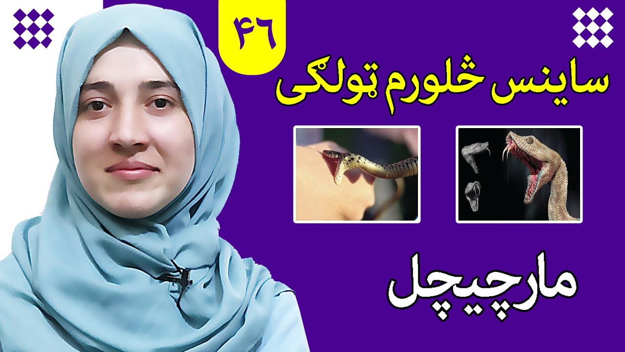 Class 4 - Science | Snake | Information about the most dangerous snakes 2022