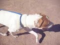A2768909 - 2 - Pitbull Mix, 2 yrs, White/Brown, Male.