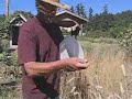 Seed Saving - Grain Collecting