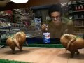 sumo chicken sumo chicken