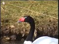 Black Necked Swan Black Necked Swan