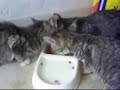 Cats found on railroad tracks