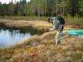 Trouts from the Norwegian woods  Ekte skogstjern-ørret